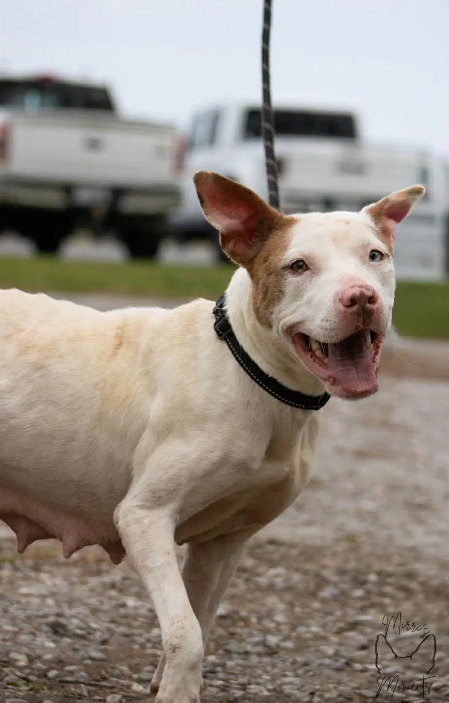 Leesa Not At Shelter Bcc image 1