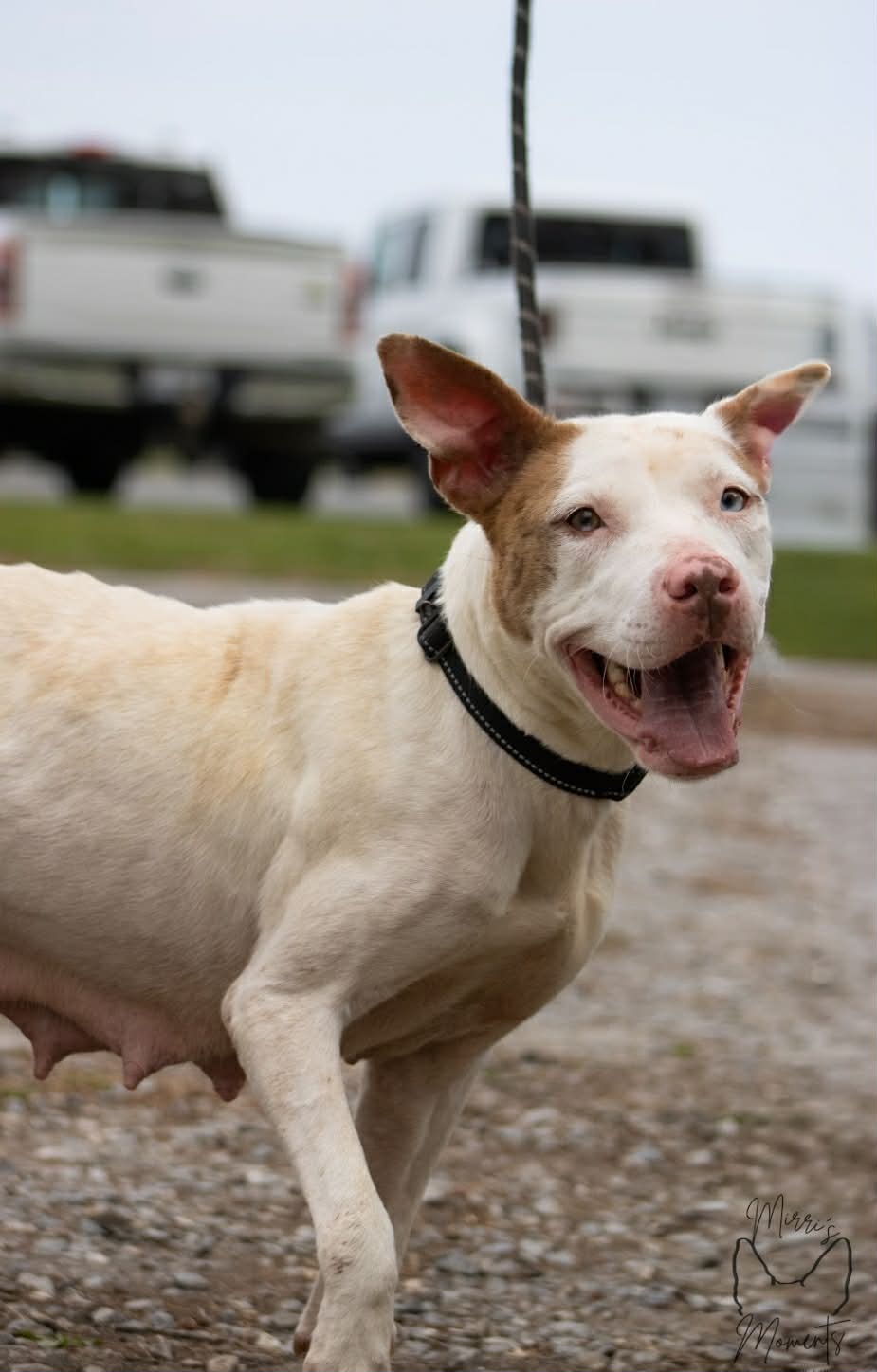 Leesa Not At Shelter Bcc