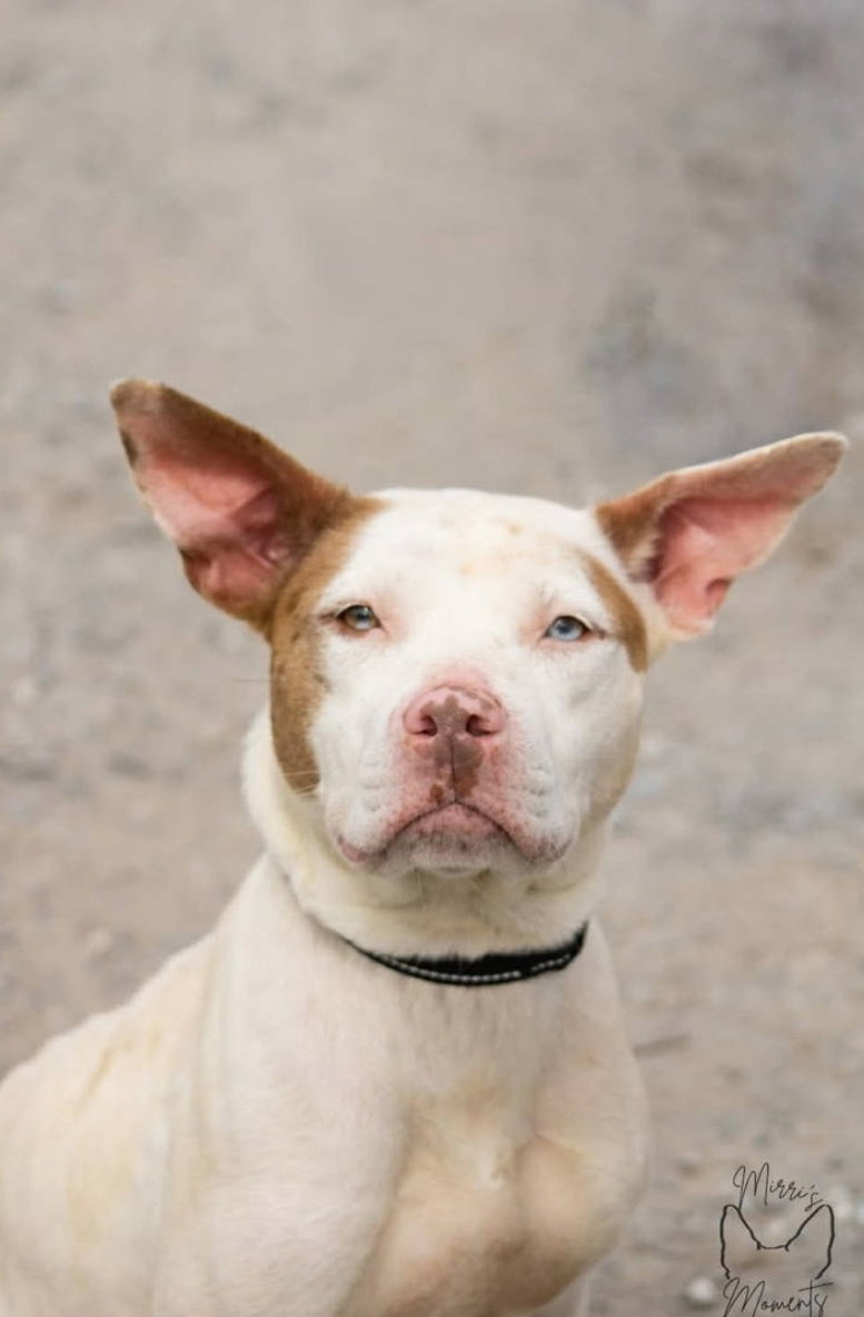 Leesa: at shelter Image