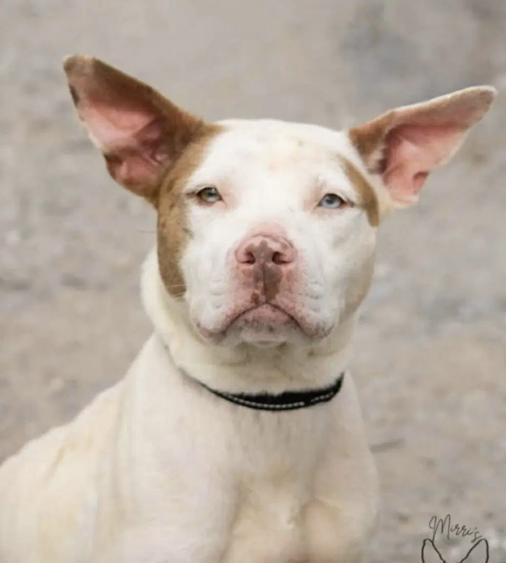 Leesa Not At Shelter Bcc image 3