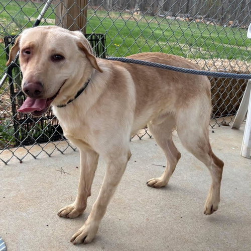 Kingsley - At shelter