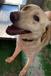 Kingsley - At shelter