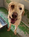 Kingsley - At shelter
