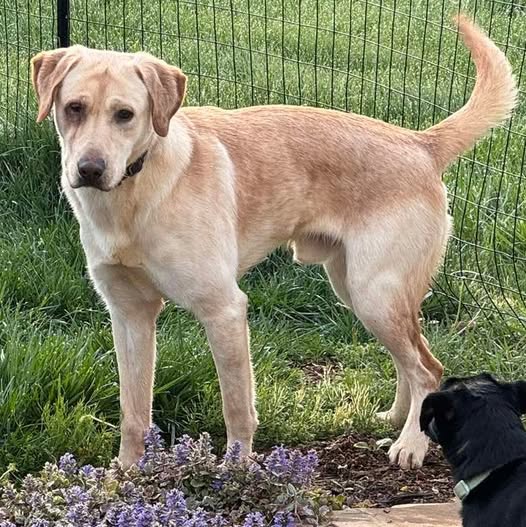 Kingsley: Not at shelter (Jennifer) Image