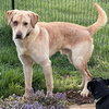 Kingsley: Not at shelter (Jennifer) - Photo 1