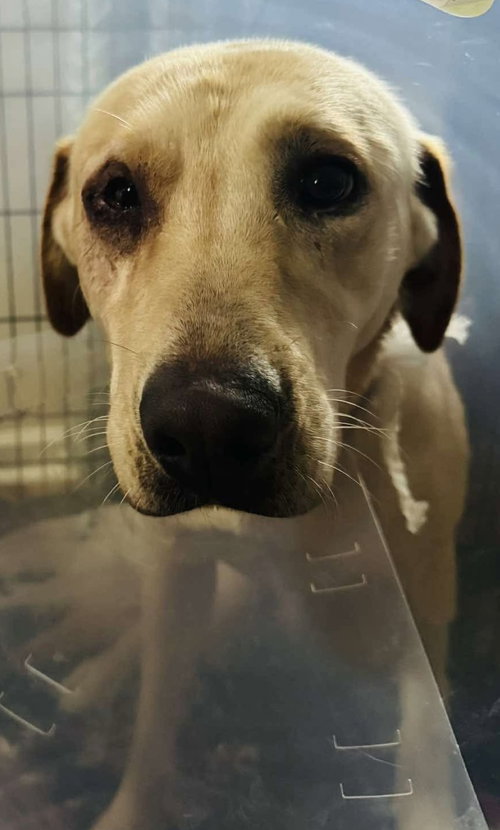 KINGSLEY: NOT AT SHELTER (JENNIFER) - Labrador Retriever available for adoption