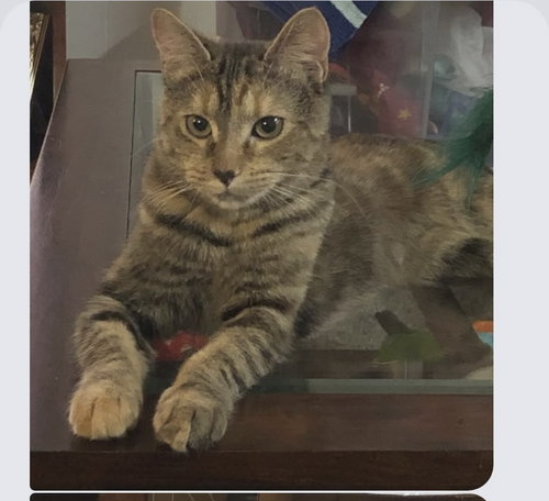 Boo aka Caliente- Visit At Petsmart Lynchburg