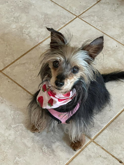 Katie: Not at shelter (Lasell)