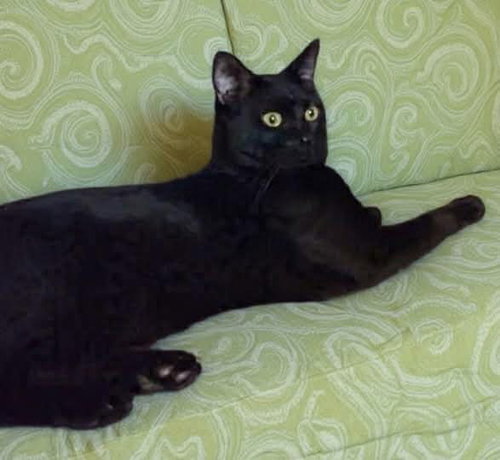 Midnight aka Batman - Not at shelter