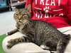Rupert - At shelter