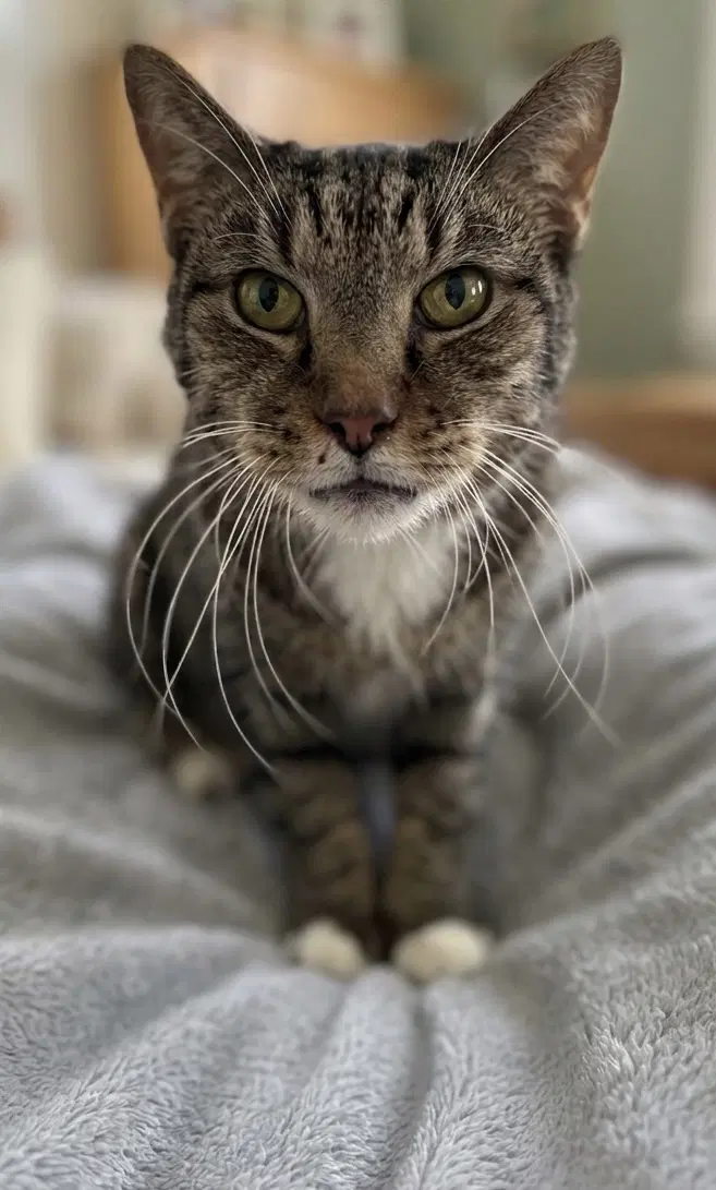 Rupert Not At Shelter Donna - Domestic Short Hair
