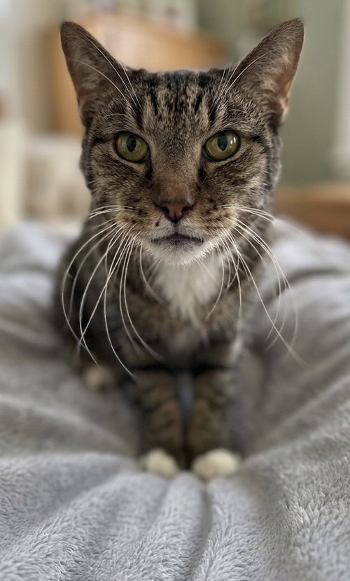 Rupert: Not at shelter (Donna), an adoptable Domestic Short Hair in Rustburg, VA