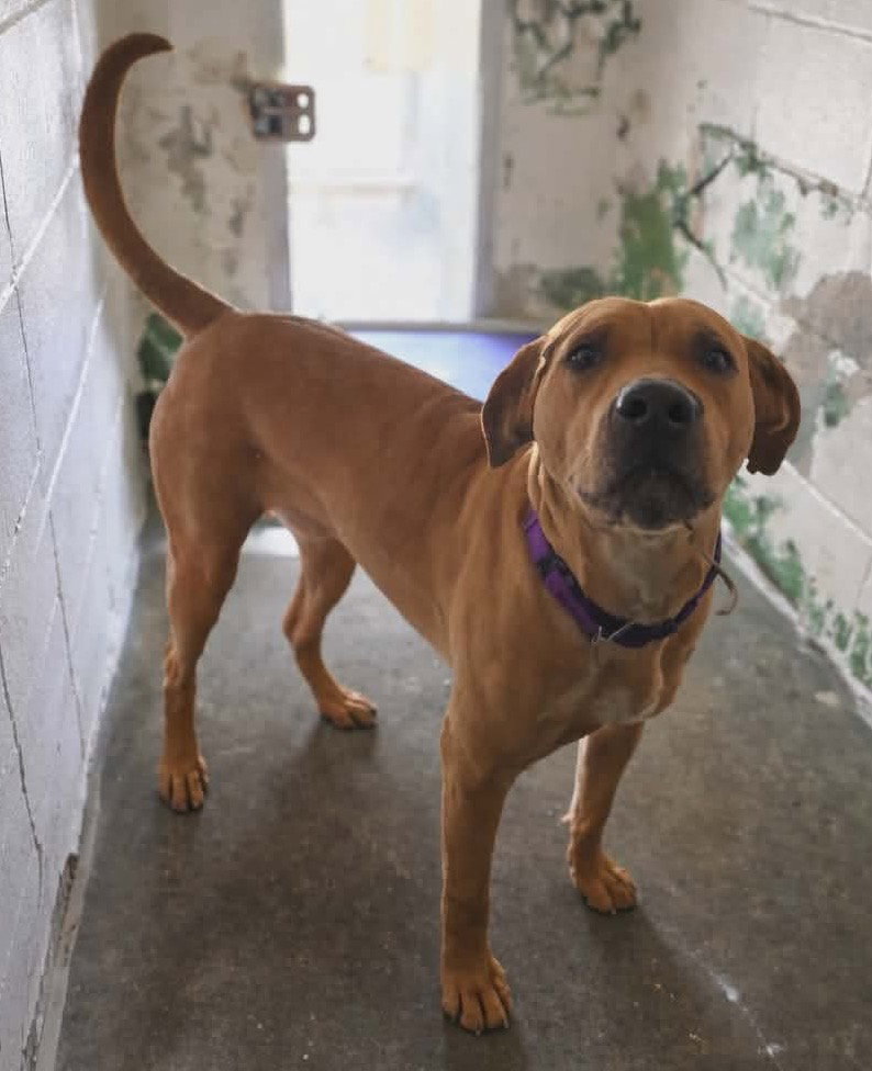 Gracie "Sunny:"  At shelter Image