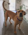 Gracie "Sunny:"  At shelter - Photo 1