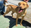 Gracie "Sunny:"  At shelter - Photo 2