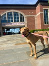 Gracie "Sunny:"  At shelter - Photo 4