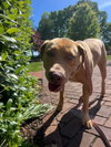 Gracie "Sunny:"  At shelter - Photo 5