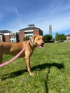 Gracie "Sunny:"  At shelter - Photo 6
