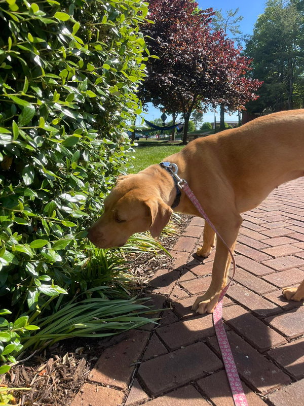 Gracie "Sunny:"  At shelter