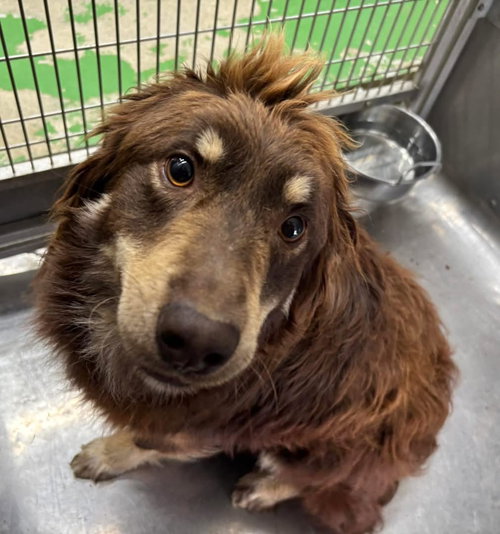 Jersey - At shelter