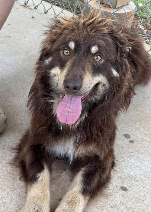 JERSEY: AT SHELTER - Australian Shepherd available for adoption
