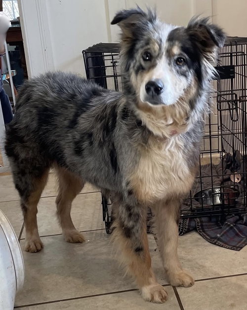 BLOOPER: NOT AT SHELTER (JOAN) - Australian Shepherd available for adoption