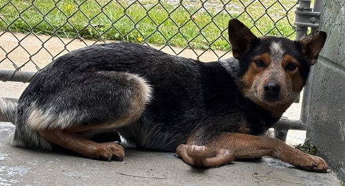 Allie - At shelter