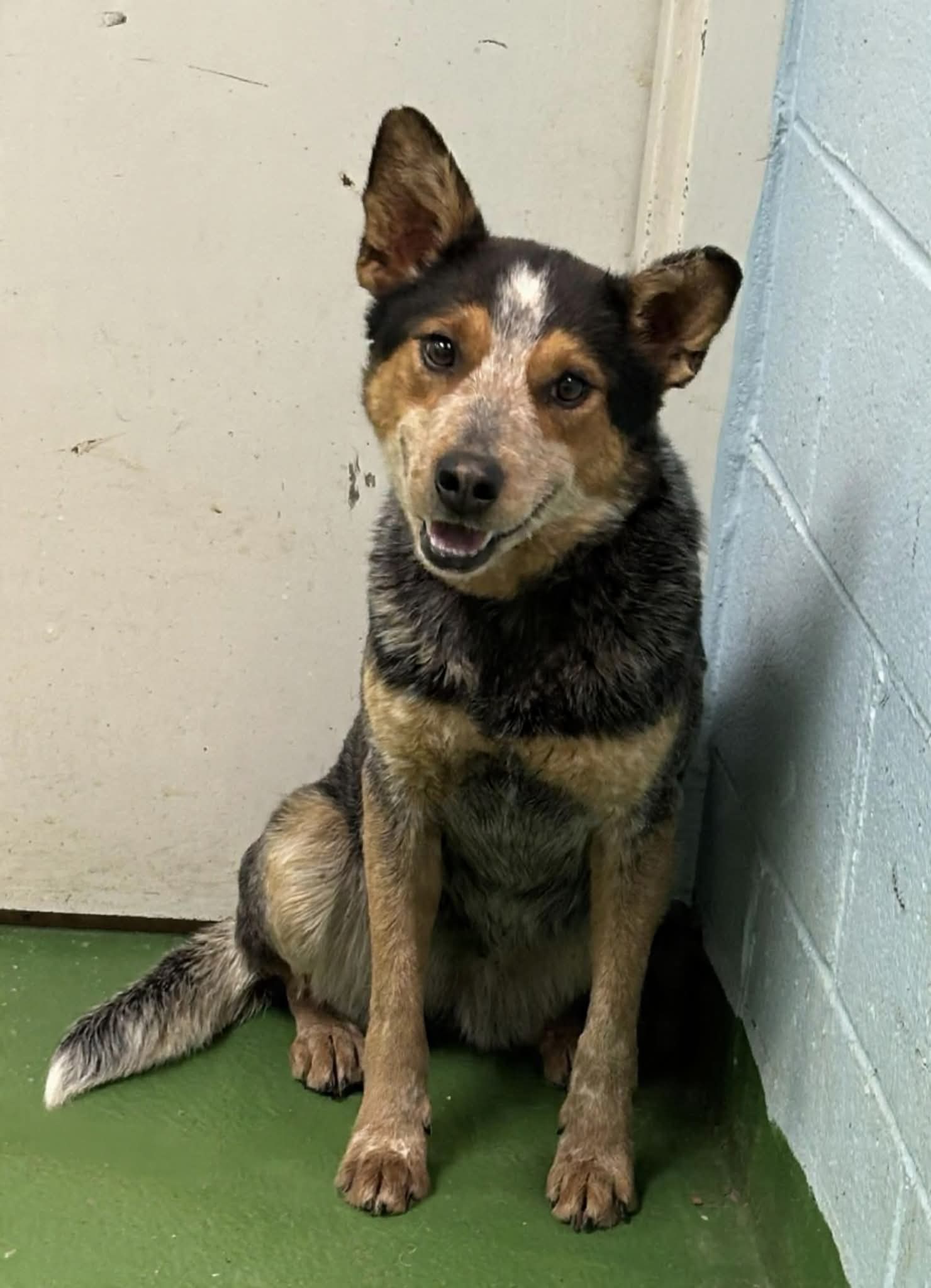 Allie: Not At shelter (Kelli) Image