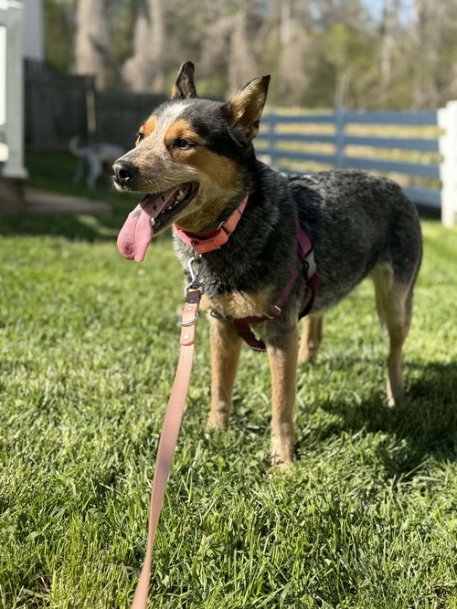 ALLIE: NOT AT SHELTER (KELLI)