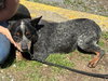 Crocodile “Croc:” At the shelter - Photo 5