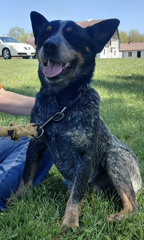 CROCODILE “CROC:” AT THE SHELTER - Australian Cattle Dog/Blue Heeler available for adoption