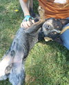 Crocodile “Croc:” At the shelter - Photo 3