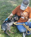 Crocodile “Croc:” At the shelter - Photo 4