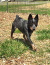 Crocodile “Croc:” At the shelter - Photo 2