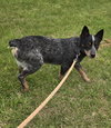 Crocodile “Croc:” At the shelter - Photo 6