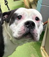 Spot: At shelter - Photo 4