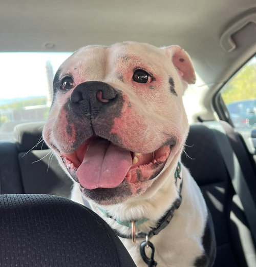 SPOT: AT SHELTER - Pit Bull Terrier / Bulldog available for adoption