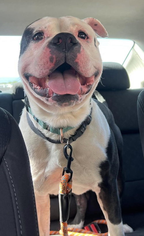 SPOT: AT SHELTER - Pit Bull Terrier / Bulldog available for adoption