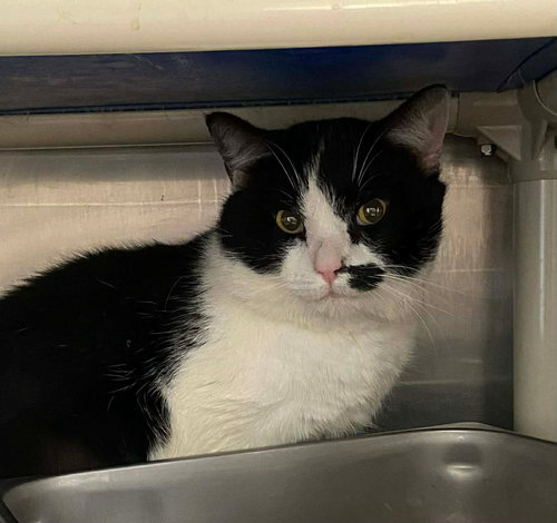 Rocky - At shelter