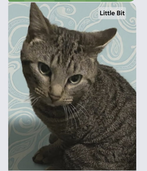 Little Bit - Visit At Petsmart, an adoptable Domestic Short Hair in Rustburg, VA