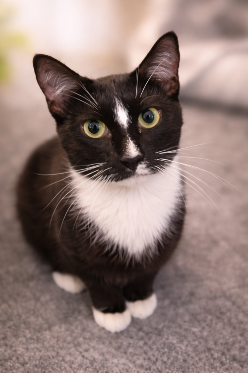 Rory (Not at the shelter-Faith)
