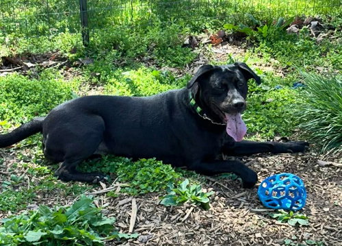 Cheyenne - At shelter
