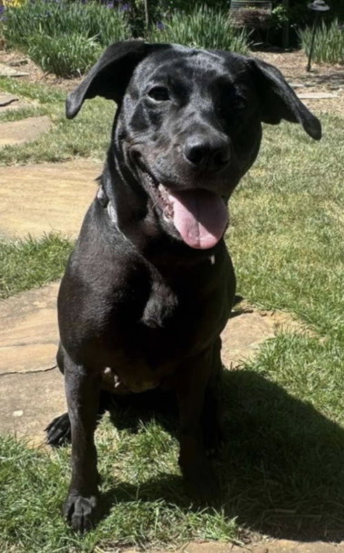 Cheyenne: Not At shelter (Jenifer), an adoptable Black Labrador Retriever in Rustburg, VA