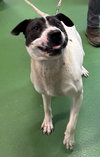 Chloe: At the shelter - Photo 1