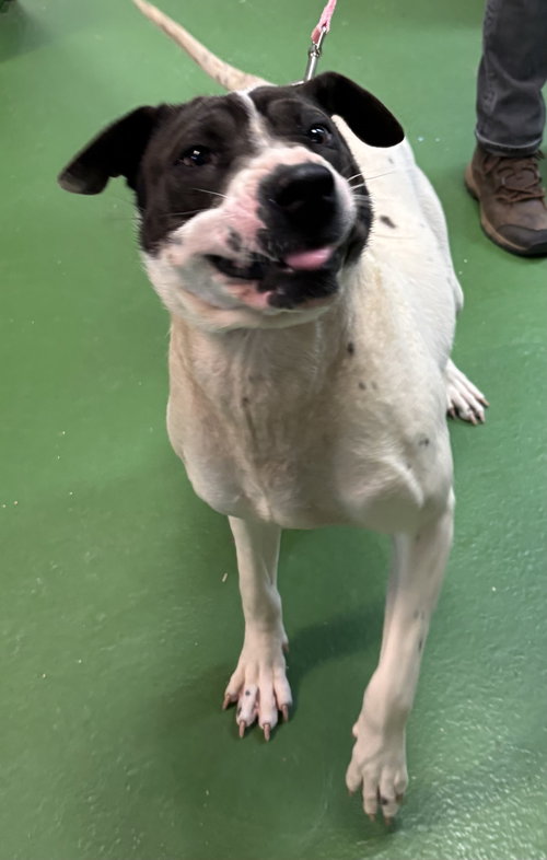 CHLOE: AT THE SHELTER - Labrador Retriever / Shar Pei available for adoption