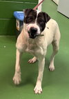 Chloe: At the shelter - Photo 2