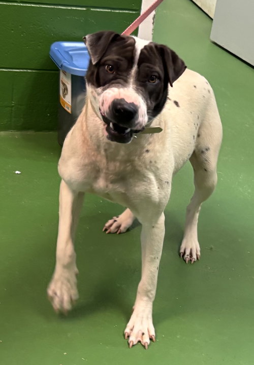 CHLOE: AT THE SHELTER - Labrador Retriever / Shar Pei available for adoption