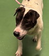 Chloe: At the shelter - Photo 3