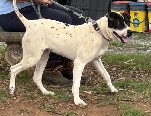 Chloe: BCC for training, an adoptable Shar Pei in Rustburg, VA