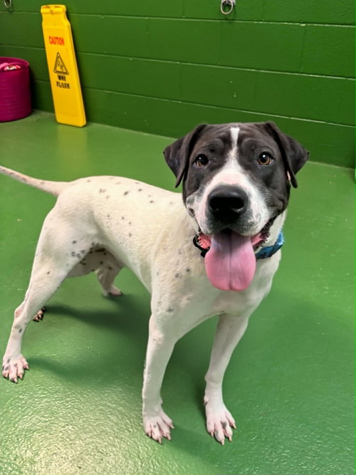 CHLOE: AT SHELTER - Shar Pei / Labrador Retriever available for adoption